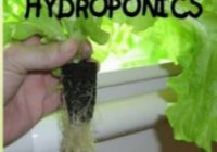 Getting Started In Hydroponics e-cover