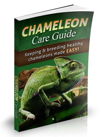 Chameleon Care Guide e-cover